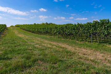 Fototapeta na wymiar Feldweg in den Weinbergen in Rheinhessen bei blauem Himmel mit Wolken