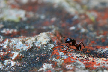 camponotus ant