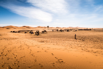 Fototapeta na wymiar Kamele in der marokkanischen Wüste