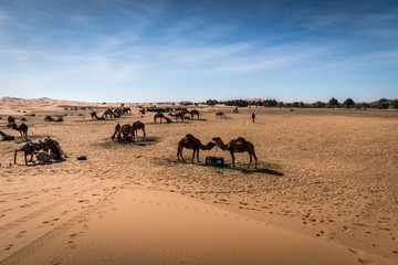 Fototapeta na wymiar Wartende und fressende Kamele in Marokko