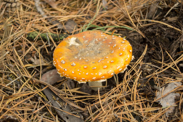 fly agaric close up among pine needles