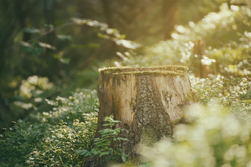 North scandinavian pine forest, Sweden natural travel outdoors vintage hipster background with the stump