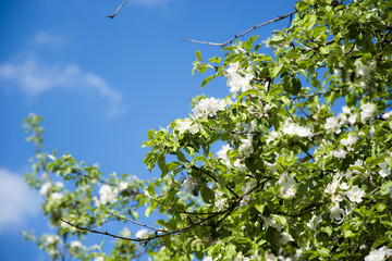 Blooming tree against the sky © Heroc
