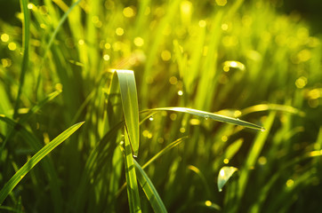 Fototapeta premium Natural abstract soft green sunny background with grass and light spots