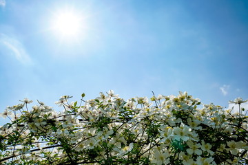 クレマチス・モンタナ