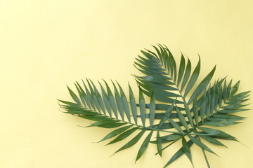 green leaves on a yellow background