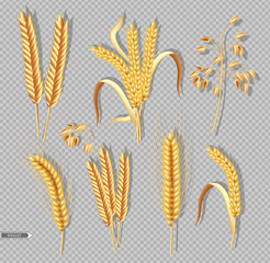 Wheat ears isolated on transparent background Vector realistic. Detailed dried whole grains set. Cereals harvest, agriculture, organic farming. Healthy Bakery design elements