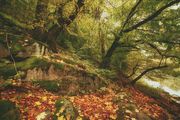 Beautiful autumn landscape with fallen dry red maple leaves, path through the forest and green trees