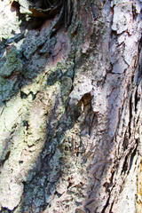 Bark of a tree background