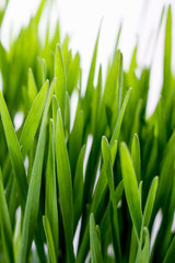 Fototapeta na wymiar living growing healthy wheatgrass