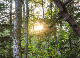Traumhafter Birkenwald im Schwarzwald - Deutschland