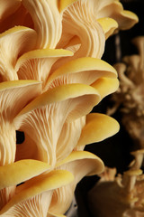 Fototapeta na wymiar fresh uncooked mushrooms