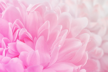 Chrysanthemum flowers in soft pastel color and blur style for background