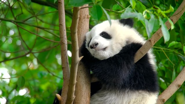 Giant panda bear cub on a tree