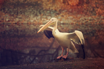 Pelican bird with pink beak near the lake in autumn park, natural background