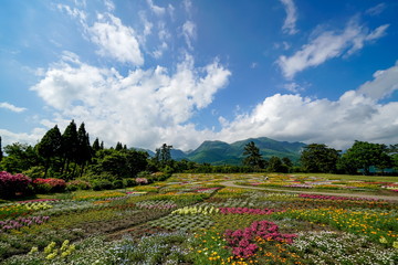 花畑　花公園