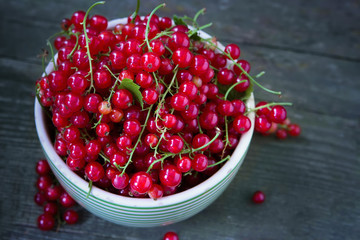 Redcurrant on a branch crop in a striped plate on wooden background. Copy space.