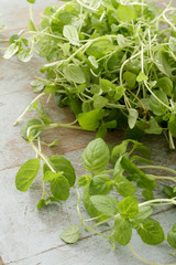 micro herb mint