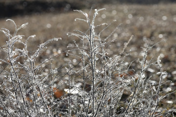 plantes sèches