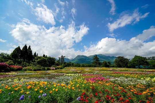 花畑　花公園