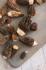 morrel mushrooms