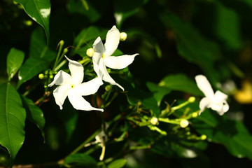 white flower green leaf