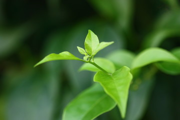 Obraz premium macro of green plant leaf feel fresh and clam