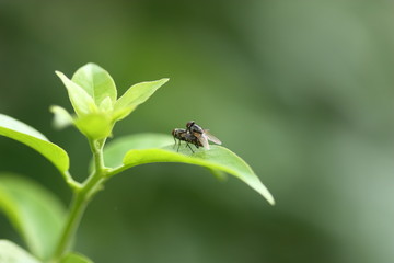 a fly on the leaf blur background