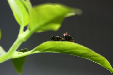 fly mating in shadow