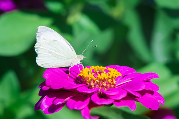 A white butterfly sits on a purple  flower of zinnia on a sunny summer day_