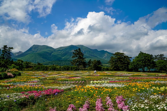 花畑　花公園