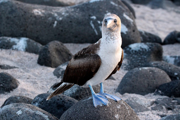 Der Blaufuß Tölpel an der Küste von Ecuador
