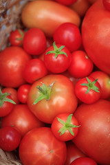 Tomatoes in a basket on a wooden background. Autumn harvest. Harvesting in summer and autumn. Homemade vegetables.