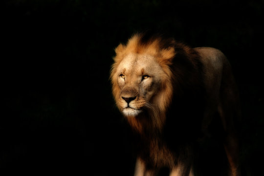 Strong lion on the black background