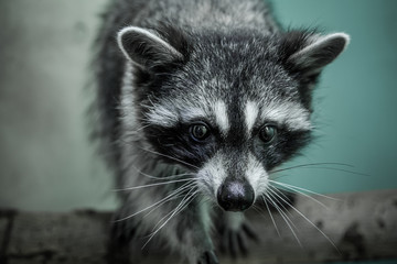 funny raccoon portrait close up with a serious face