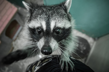 funny raccoon portrait close up with a serious face