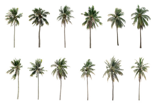 Collection Different Palms coconut the Garden isolated on white background