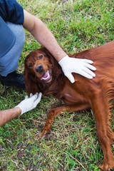 Animal rescua group.rescue dog.The work of a veterinarian.Animal rescue.