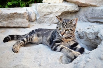 Katze im Sandkasten