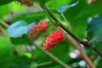 Ripening Red Mulberry Fruits on Their Tree Branches, Selective Focus and Blurred Background 