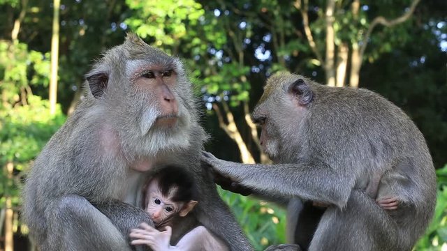 Monkey family in Ubud, island Bali, Indonesia. Close up