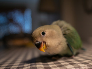 Lovely young agapornis © PedroJos