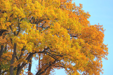 Golden autumn day. Beautiful view in the treetops, Lüneburg Heath. Northern Germany