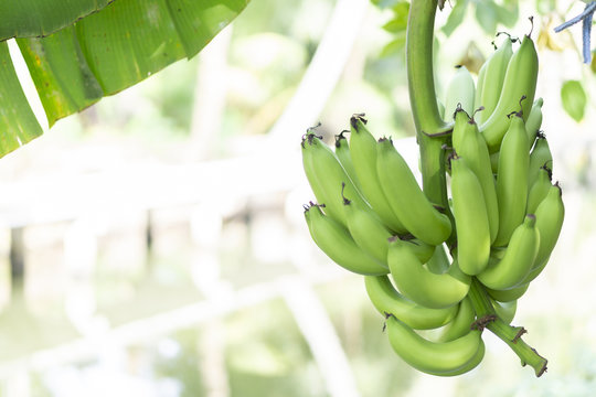 Bunch Of Green Raw Banana Against The River View