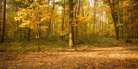 autumn forest