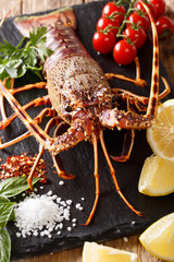 Raw spiny lobster for cooking with spices, vegetables ingredients close-up. Vertical