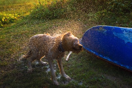 Dog Shaking Off After Bath.