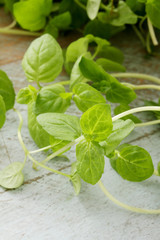 fresh micro herbs