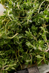 Fototapeta premium preparing fresh herb thyme