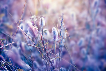 Tiny wild flowers blossom. Beautiful nature pastel floral background - 219106489